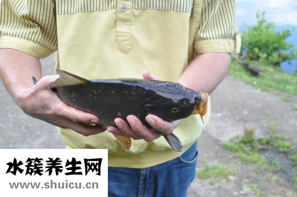 做魚湯怎么做