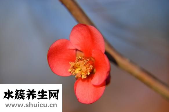 天官書怎么學