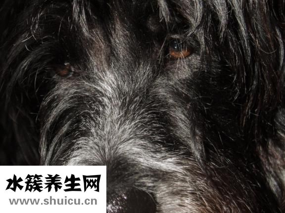 雙瞳怎么辦