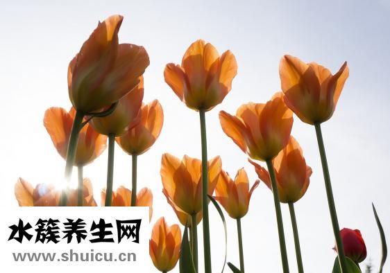 瓜子松怎么養