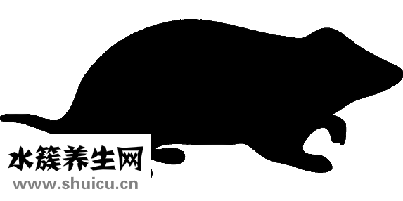 三線倉鼠怎么訓練