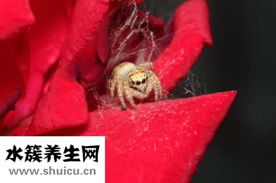 做夢多怎么辦
