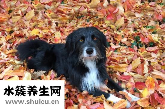 雙瞳怎么辦