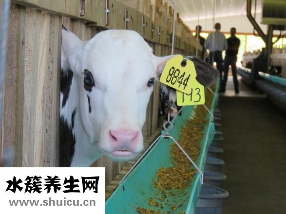 牛肉湯頭怎么做