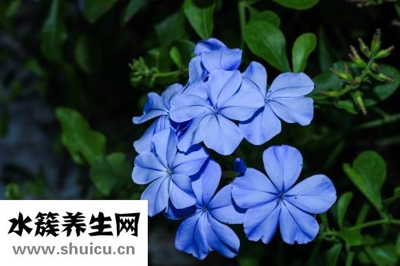 天官書怎么學