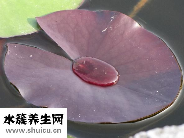 做夢多怎么辦