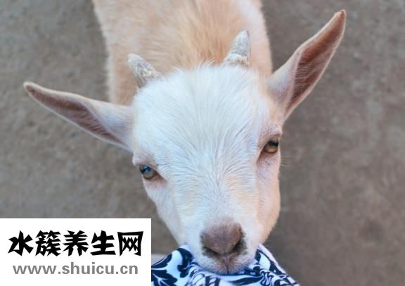 瓜子松怎么養