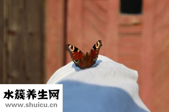 做夢多怎么辦