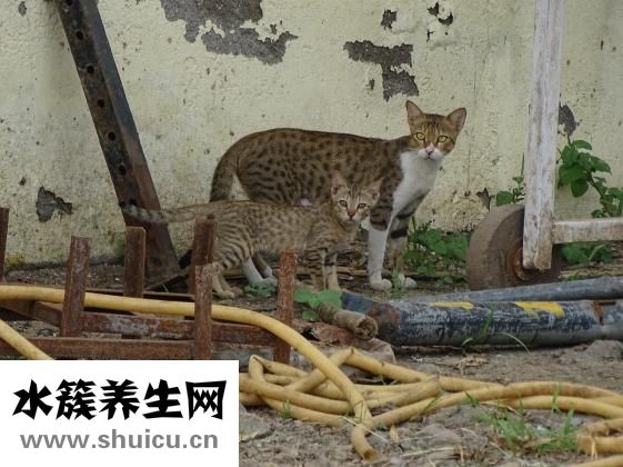 包眼角怎么辦