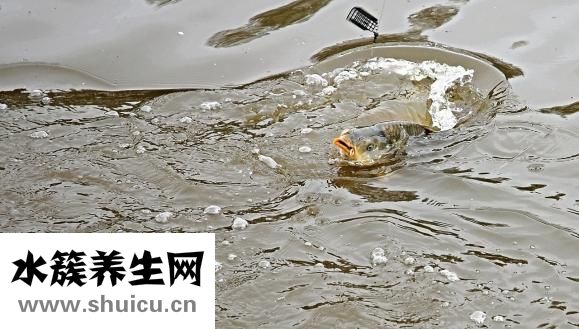 做魚湯怎么做