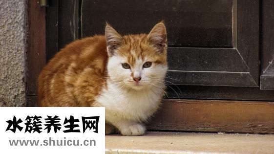 雙瞳怎么辦