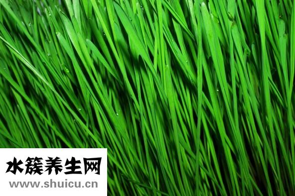 干板鴨怎么炒