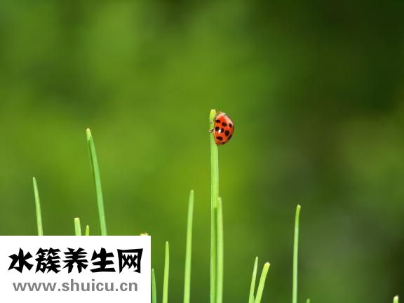 水韭菜怎么養