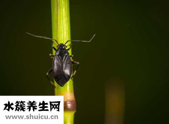 蟲子怎么打