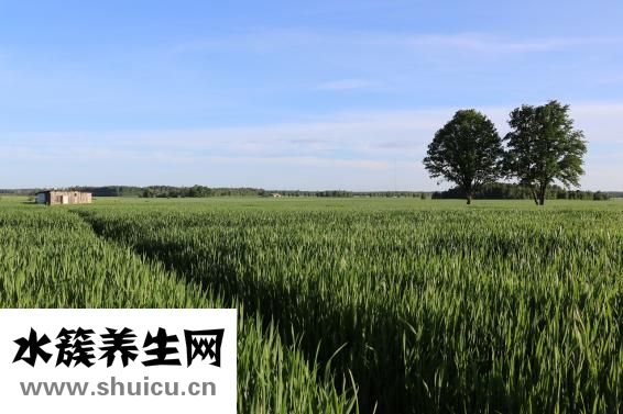 腸鳴音屁多怎么治