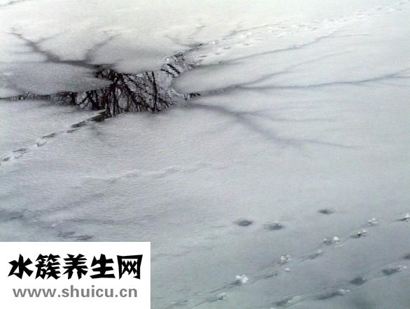 冰凍鴨怎么做
