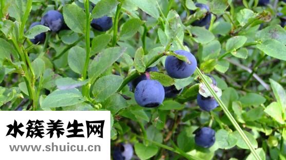 干板鴨怎么炒