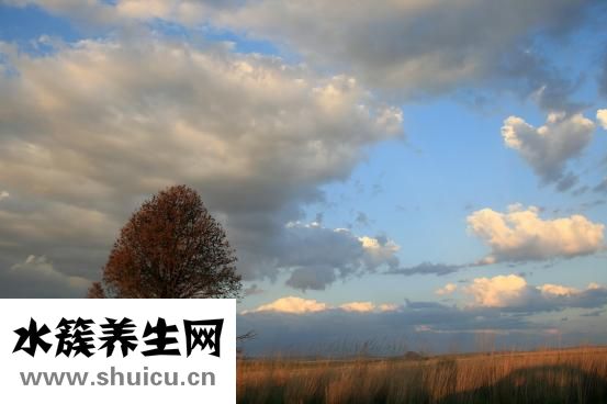 紅燭花怎么養