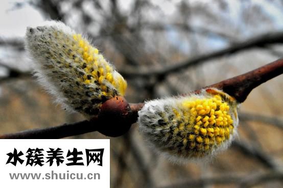 基枝藻怎么培養
