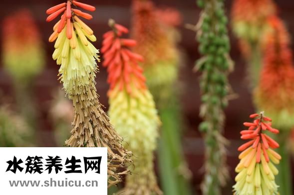 怎么收集牽?；ǚN子