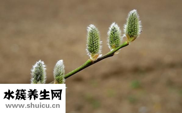 基枝藻怎么培養