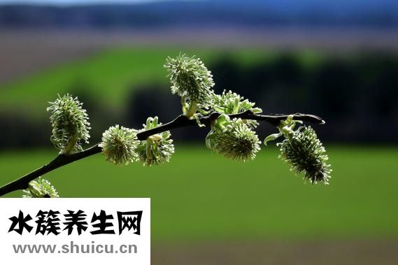 基枝藻怎么培養