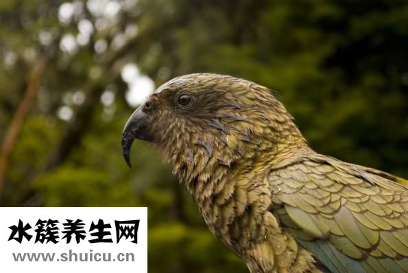 鸚鵡魚長白點怎么辦