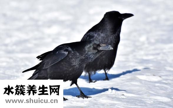 烏鴉怎么訓
