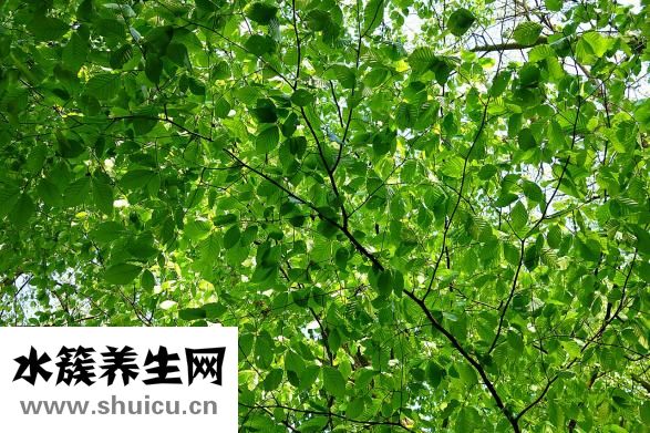 堿蓬草怎么吃
