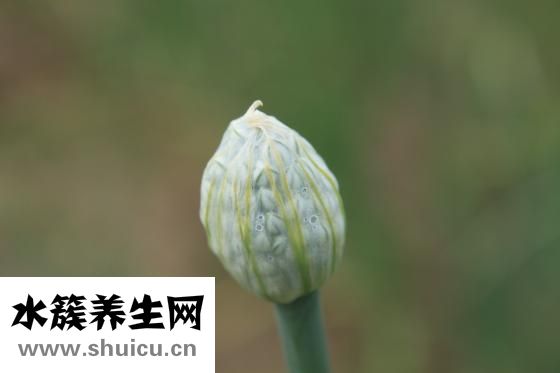 紅蘑怎么做