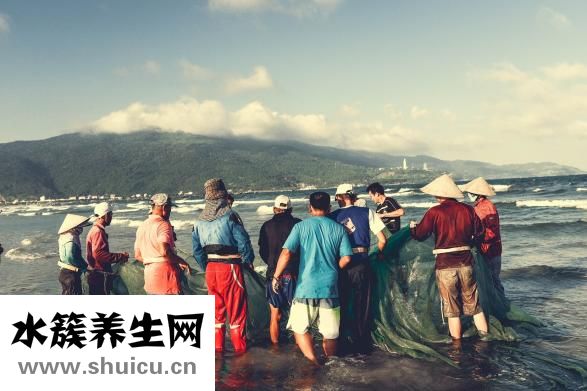 堿蓬草怎么吃