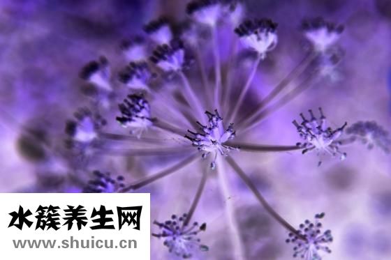 印花怎么畫