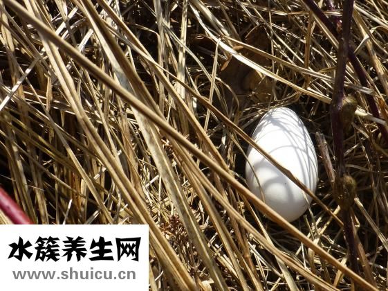 狗落枕怎么辦