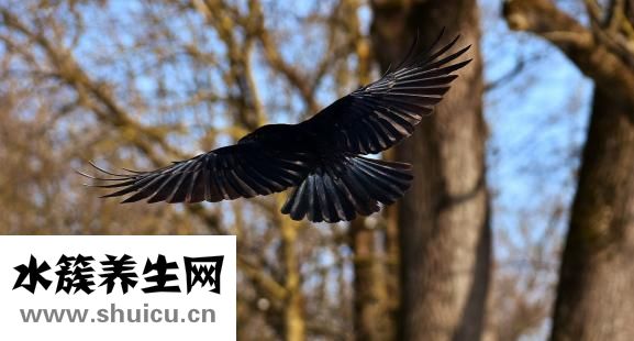 烏鴉怎么訓