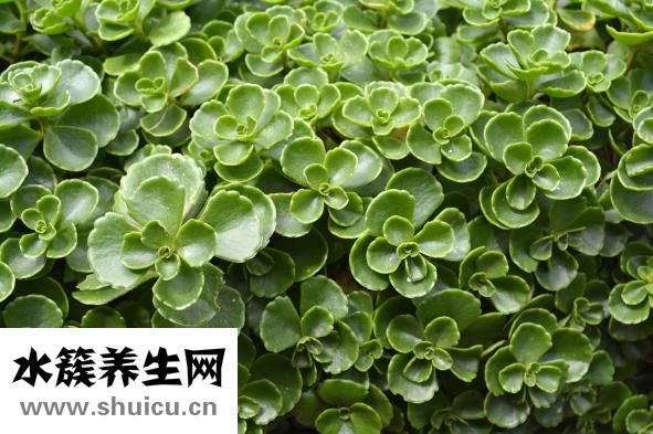 地不容怎么養