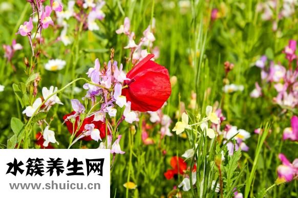 白癜風怎么治療問答
