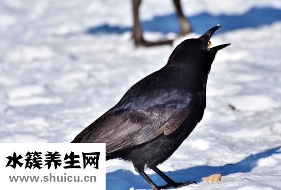 烏鴉怎么訓