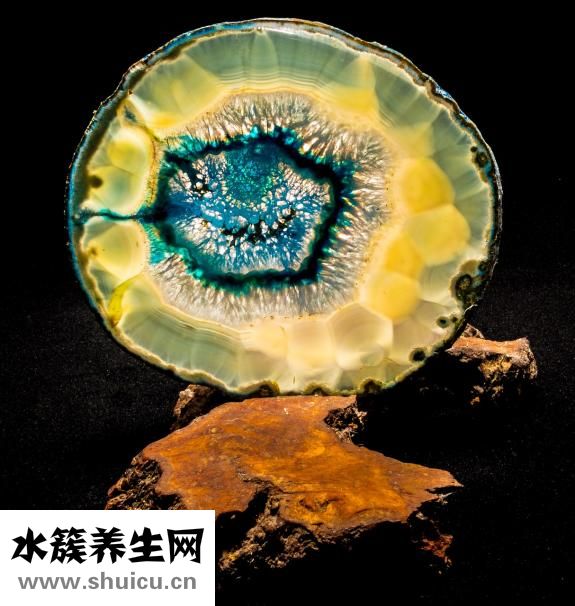瑪瑙花怎么養