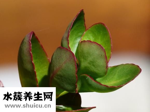地不容怎么養