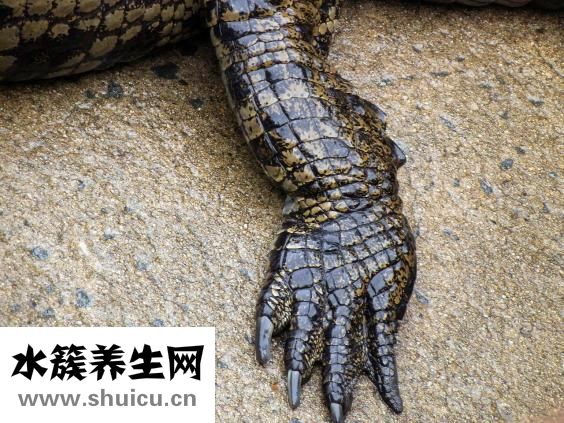 怎么殺死鱷魚