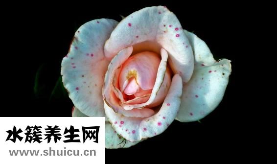 放屁帶血怎么