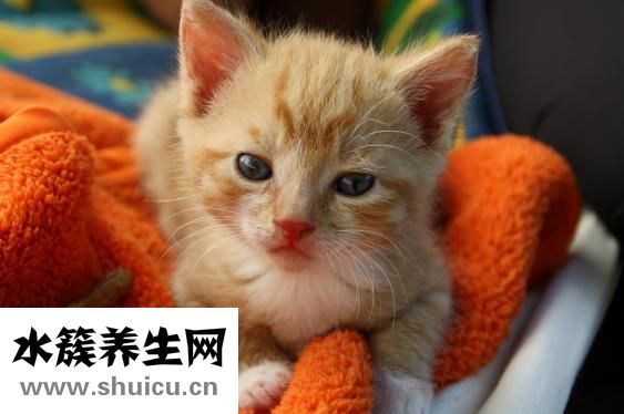 怎么斗雞眼