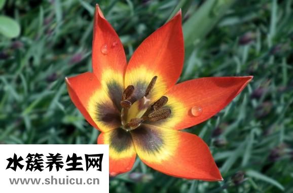 琵琶怎么吃