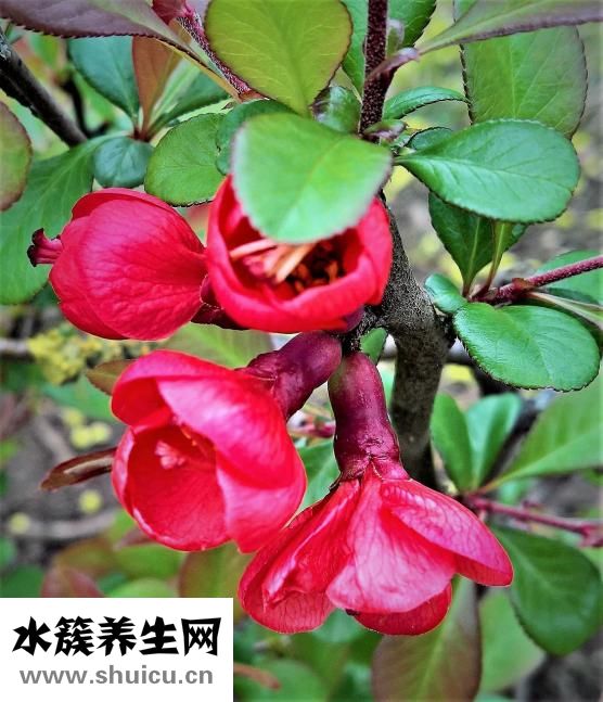 回奶藥怎么吃