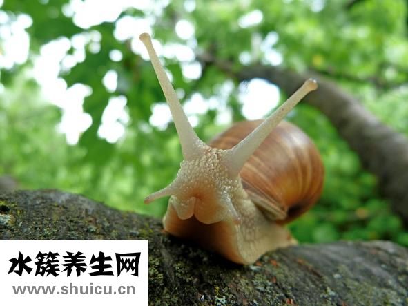 放屁帶血怎么
