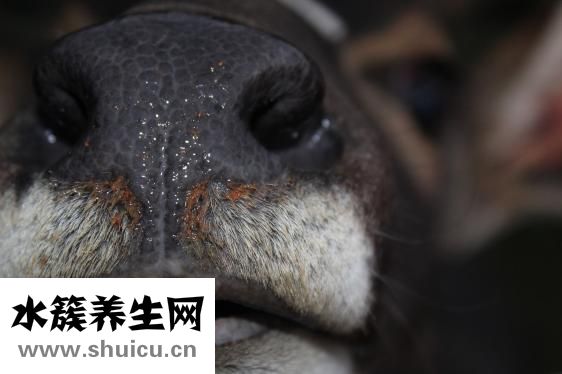 羊拉血怎么辦