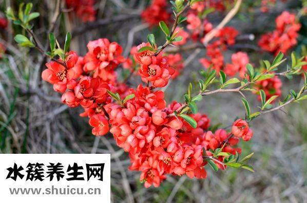 回奶藥怎么吃