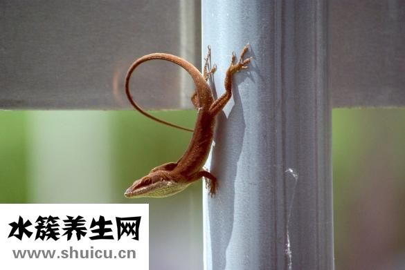 怎么站好軍姿