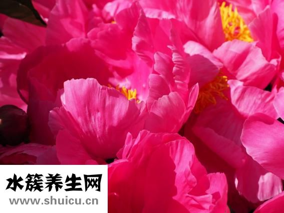 小牡丹怎么養
