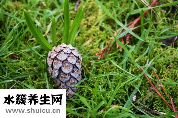 大松塔怎么吃